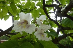 Catalpa bignonioides