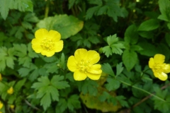 Ranunculus bulbosus