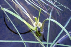 Sparganium angustifolium