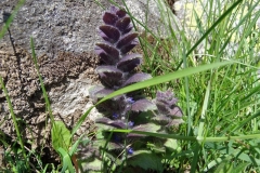 Ajuga pyramidalis