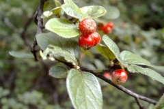 Cotoneaster dielsianus