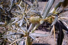 Xanthium spinosum