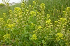 Lepidium perfoliatum