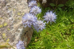 Jasione bulgarica