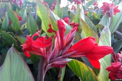 Canna indica