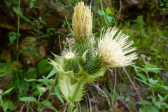 Cirsium oleraceum