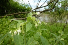 Symphytum othomanum