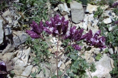 Origanum vulgare