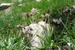 Plantago atrata