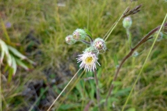 Erigeron atticus