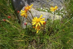 Senecio carpaticus