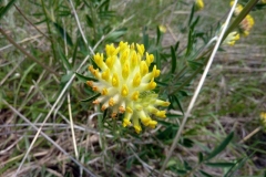 Anthyllis vulneraria