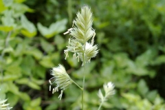 Dactylis glomerata