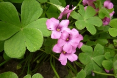 Oxalis purpurea