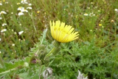 Sonchus asper