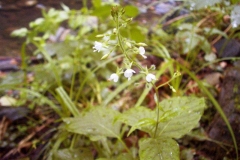 Circaea lutetiana