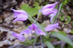 Cephalanthera rubra