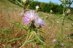 Centaurea iberica