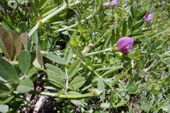 Vicia sativa