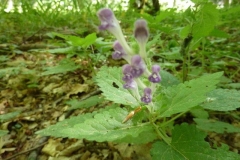 Scutellaria columnae