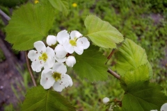 Crataegus mollis