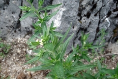 Lithospermum officinale