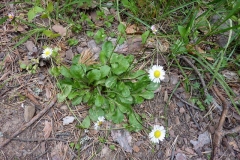 Bellis sylvestris