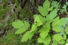 Actaea spicata