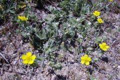 Potentilla argentea