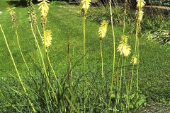 Kniphofia citrina