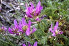 Astragalus onobrychis