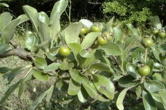 Pyrus amygdaliformis