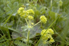 Alchemilla monticola