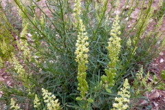 Reseda lutea