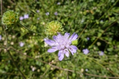 Scabiosa columbaria