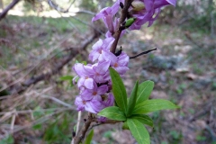 Daphne mezereum