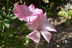 Lavatera thuringiaca