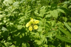 Geum urbanum