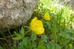 Ranunculus montanus