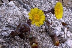 Tussilago farfara