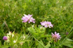 Trifolium resupinatum