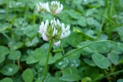 Trifolium repens