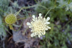 Scabiosa ochroleuca