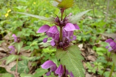 Lamium maculatum