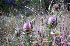 Nigella damascena