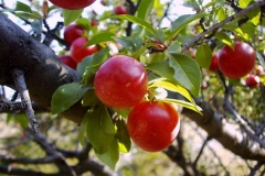 Prunus cerasifera