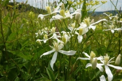 Clematis recta