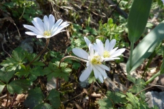 Anemone blanda