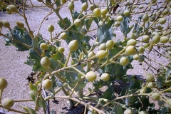 Crambe maritima