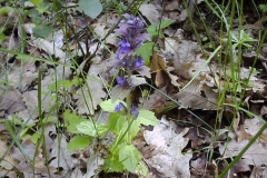 Ajuga genevensis